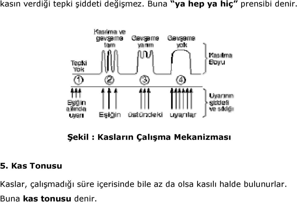 Şekil : Kasların Çalışma Mekanizması 5.