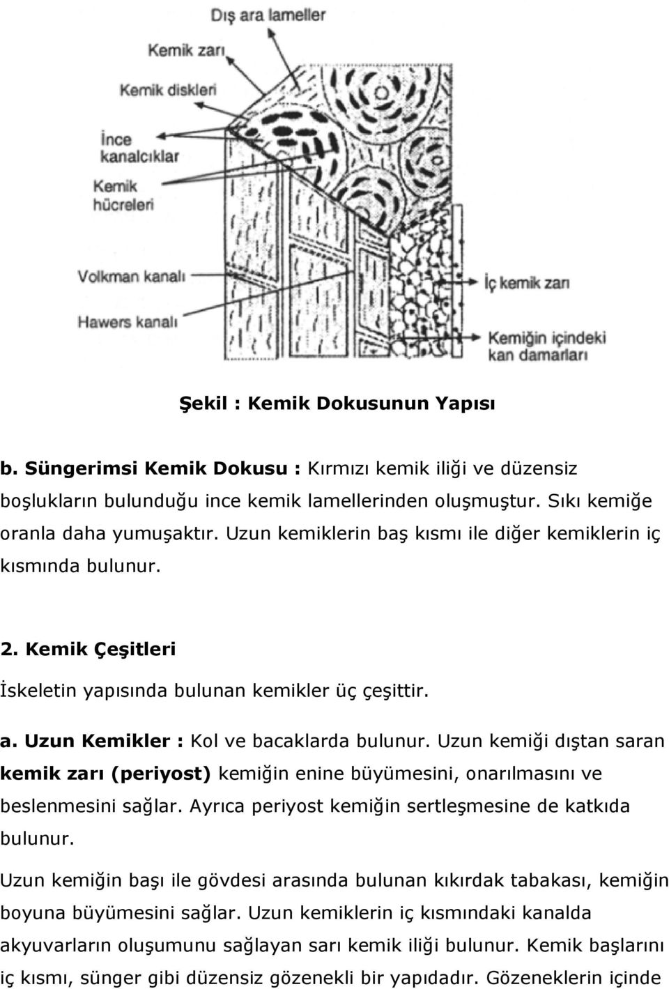 Uzun kemiği dıştan saran kemik zarı (periyost) kemiğin enine büyümesini, onarılmasını ve beslenmesini sağlar. Ayrıca periyost kemiğin sertleşmesine de katkıda bulunur.