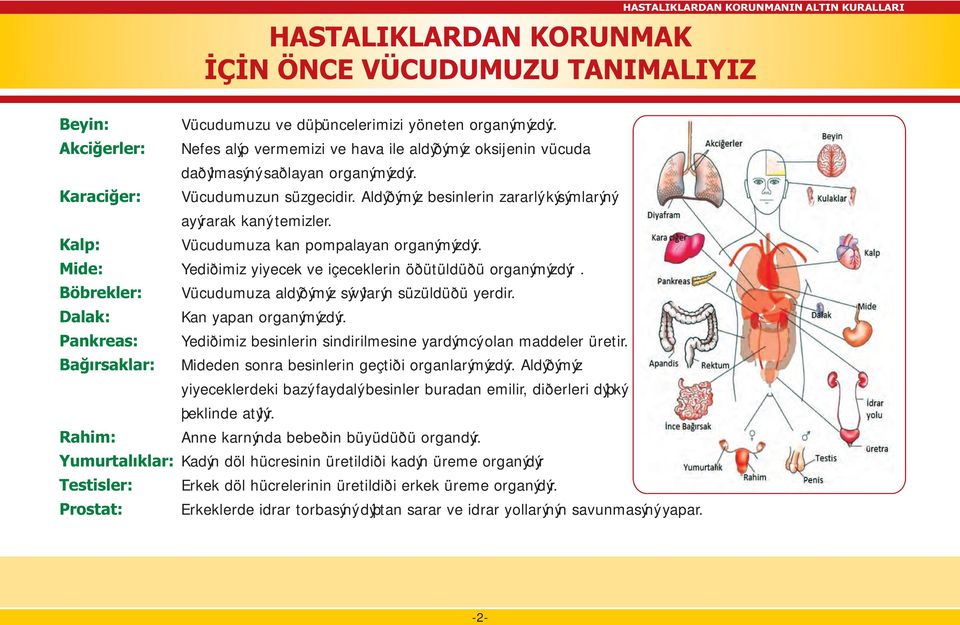 Vücudumuzun süzgecidir. Aldýðýmýz besinlerin zararlý kýsýmlarýný ayýrarak kaný temizler. Vücudumuza kan pompalayan organýmýzdýr. Yediðimiz yiyecek ve içeceklerin öðütüldüðü organýmýzdýr.