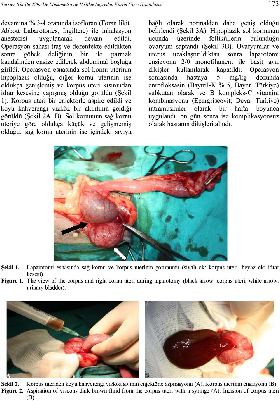 Operasyon esnasında sol kornu uterinin hipoplazik olduğu, diğer kornu uterinin ise oldukça genişlemiş ve korpus uteri kısmından idrar kesesine yapışmış olduğu görüldü (Şekil 1).