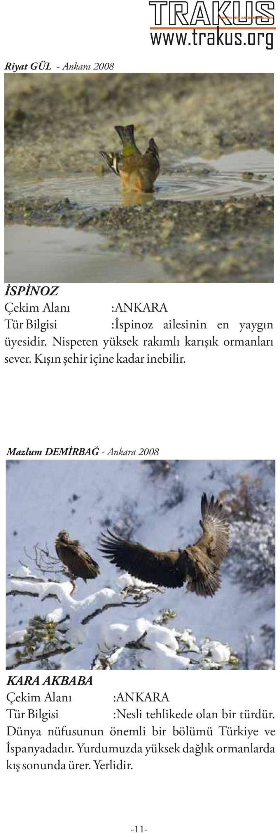 Mazlum DEMİRBAĞ - Ankara 2008 KARA AKBABA Çekim Alanı :ANKARA Tür Bilgisi :Nesli tehlikede olan bir