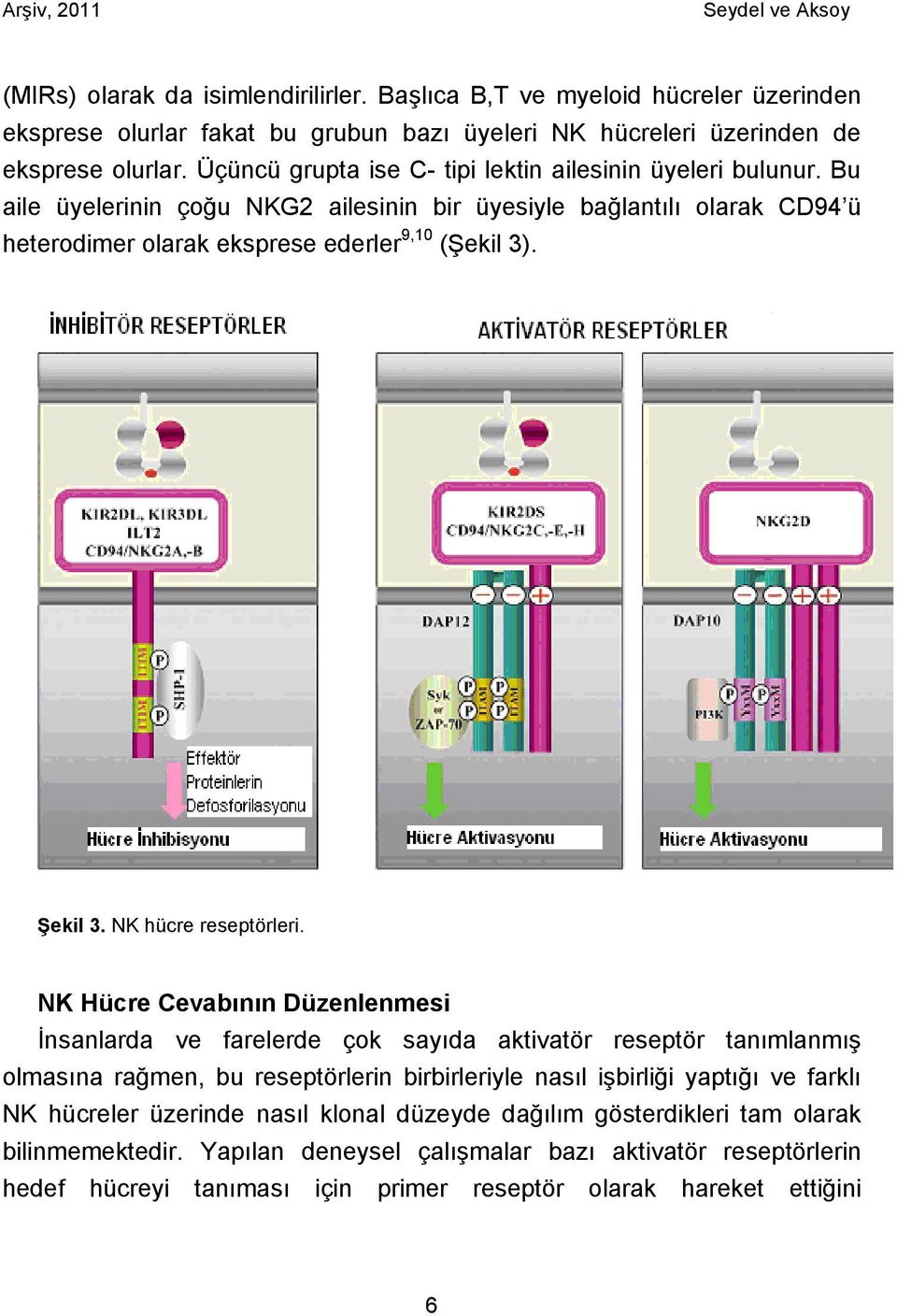 NK hücre reseptörleri.
