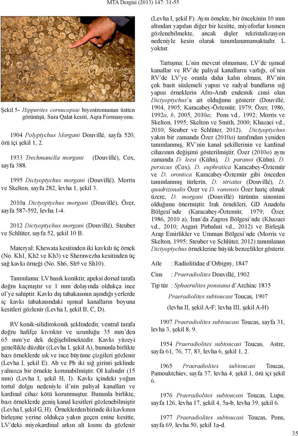 Şekil 5- Hippurites cornucopiae biyostromunun üstten görünüşü, Sura Qalat kesiti, Aqra Formasyonu. 1904 Polyptychus Morgani Douvillé, sayfa 520, örü içi şekil 1, 2.