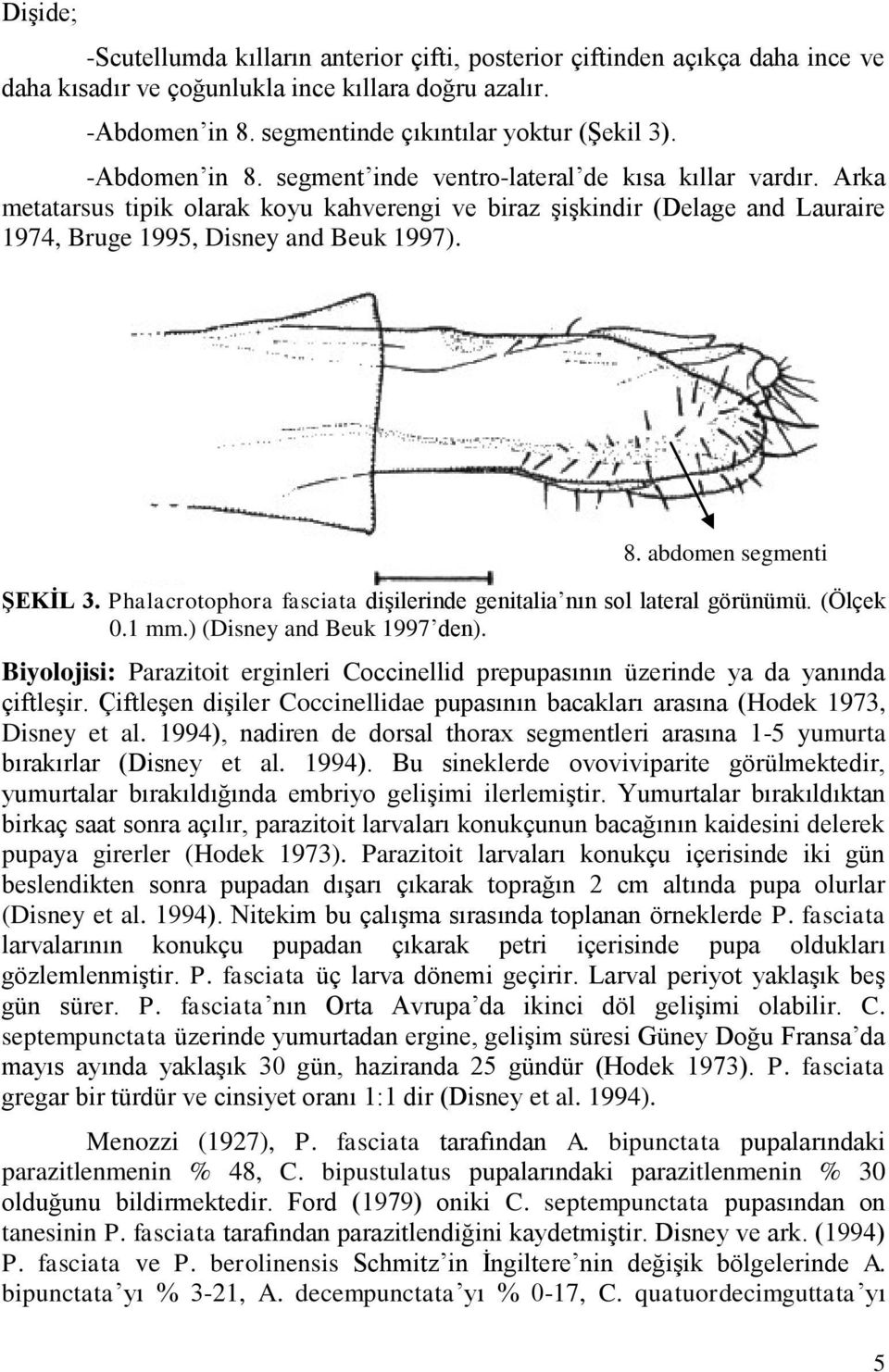 Phalacrotophora fasciata dişilerinde genitalia nın sol lateral görünümü. (Ölçek 0.1 mm.) (Disney and Beuk 1997 den).
