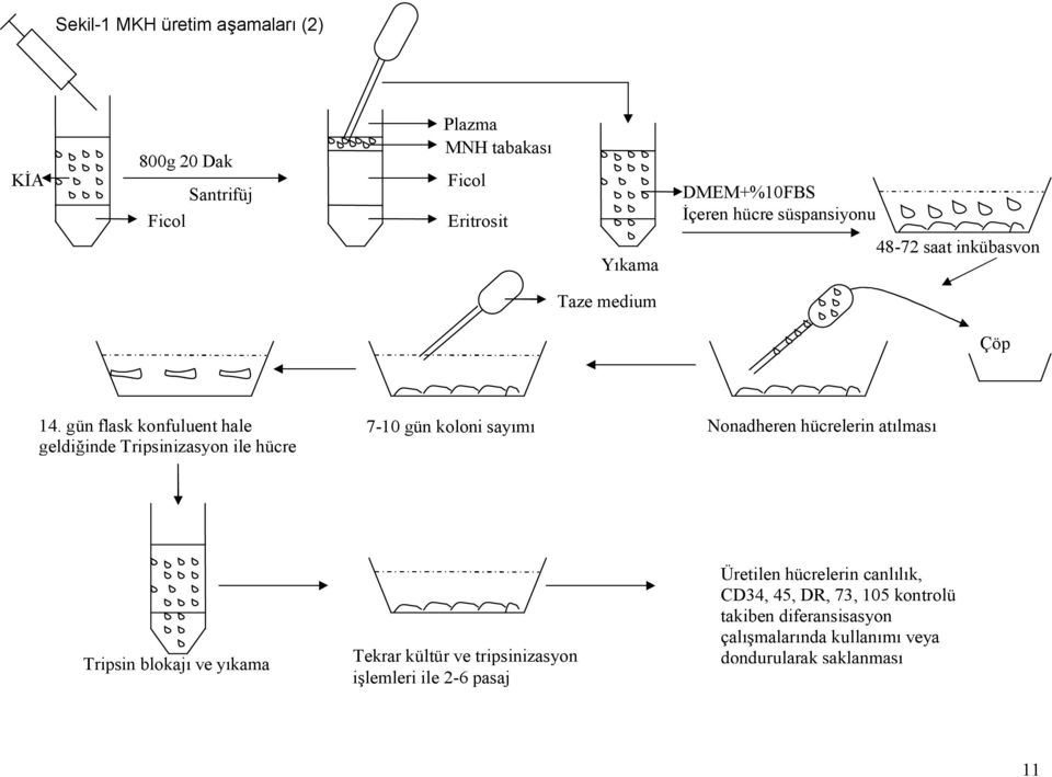 gün flask konfuluent hale geldiğinde Tripsinizasyon ile hücre 7-10 gün koloni sayımı Nonadheren hücrelerin atılması Tripsin blokajı