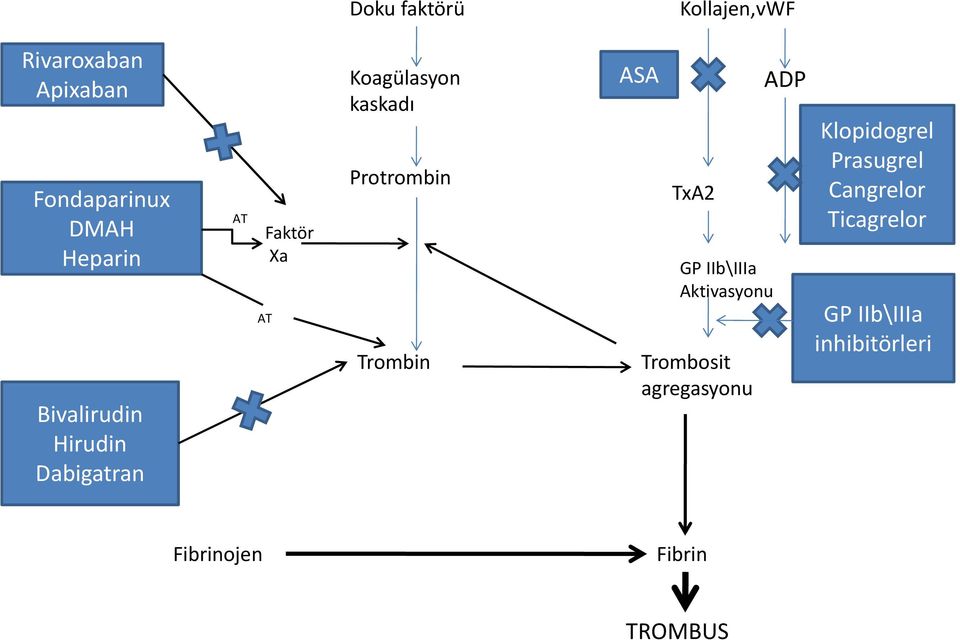 Trombin ASA TxA2 GP IIb\IIIa Aktivasyonu Trombosit agregasyonu ADP
