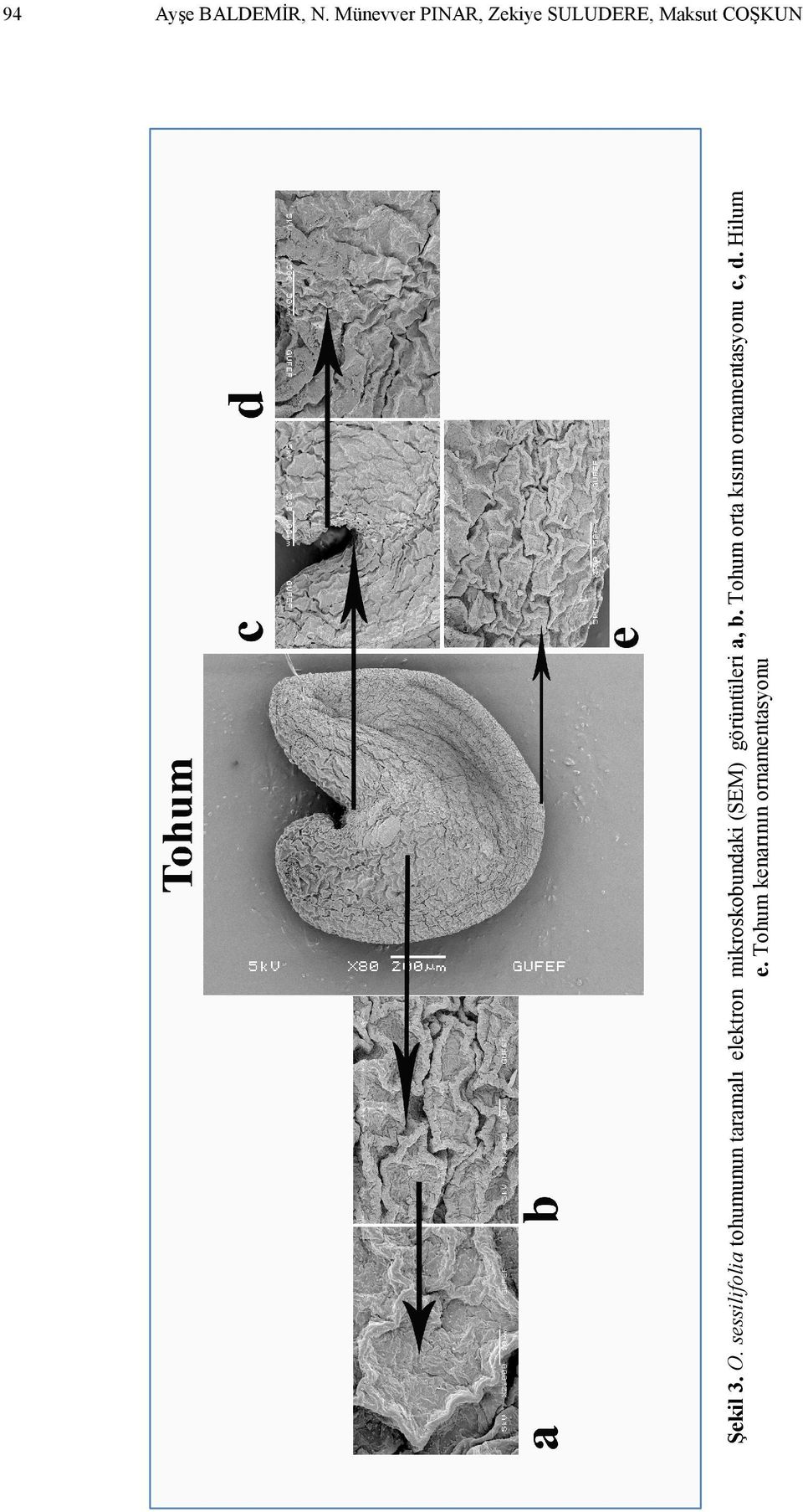 (SEM) görüntüleri a, b.