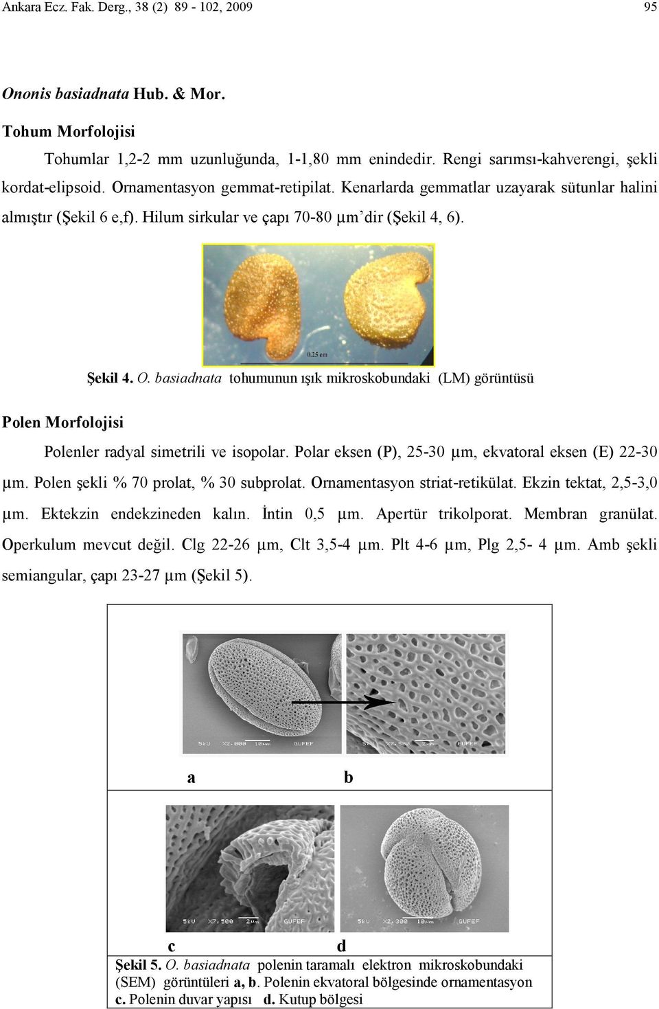 basiadnata tohumunun ışık mikroskobundaki (LM) görüntüsü Polen Morfolojisi Polenler radyal simetrili ve isopolar. Polar eksen (P), 25-30 µm, ekvatoral eksen (E) 22-30 µm.