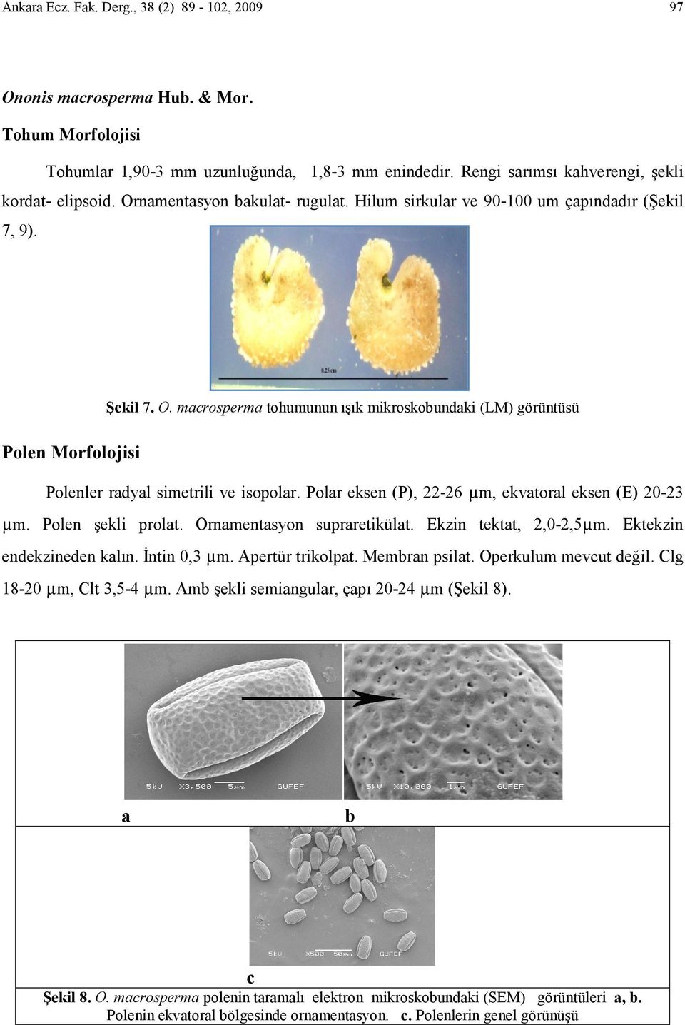 macrosperma tohumunun ışık mikroskobundaki (LM) görüntüsü Polen Morfolojisi Polenler radyal simetrili ve isopolar. Polar eksen (P), 22-26 µm, ekvatoral eksen (E) 20-23 µm. Polen şekli prolat.