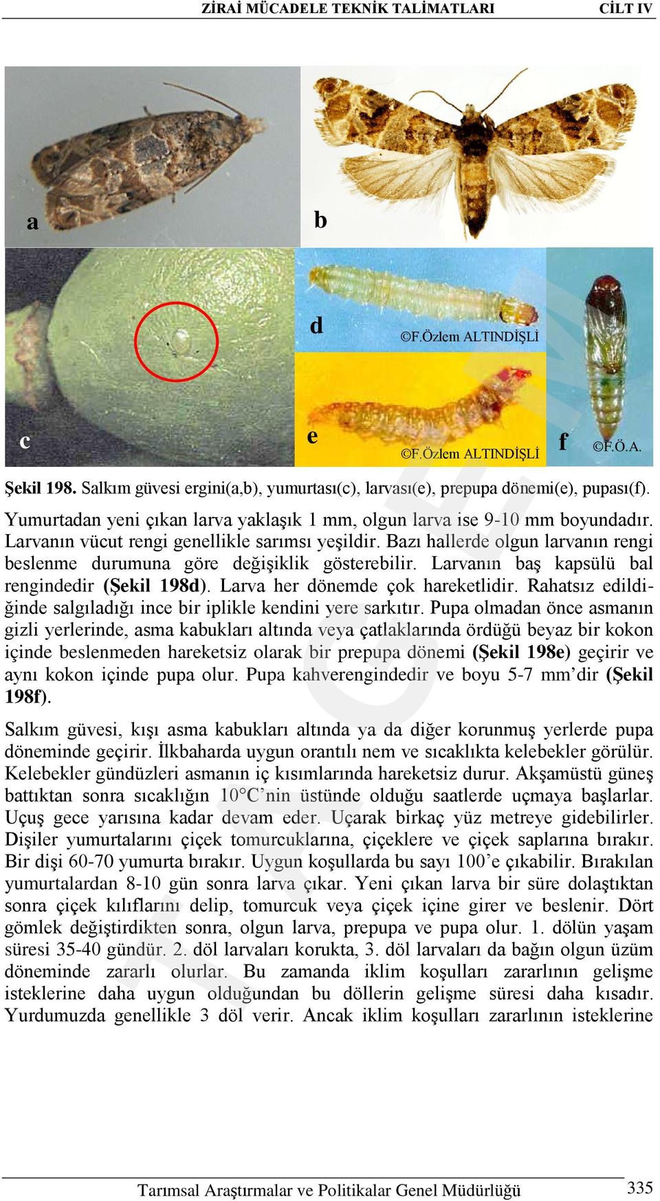 Bazı hallerde olgun larvanın rengi beslenme durumuna göre değişiklik gösterebilir. Larvanın baş kapsülü bal rengindedir (Şekil 198d). Larva her dönemde çok hareketlidir.