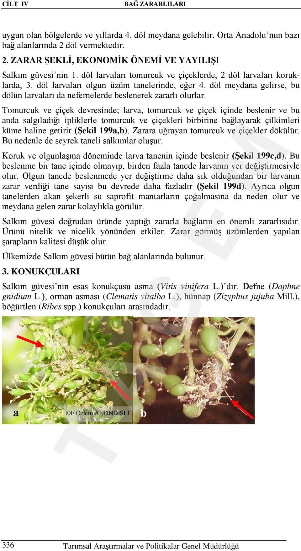 Tomurcuk ve çiçek devresinde; larva, tomurcuk ve çiçek içinde beslenir ve bu anda salgıladığı ipliklerle tomurcuk ve çiçekleri birbirine bağlayarak çilkimleri küme haline getirir (Şekil 199a,b).