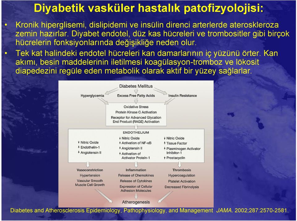 Tek kat halindeki endotel hücreleri kan damarlarının iç yüzünü örter.