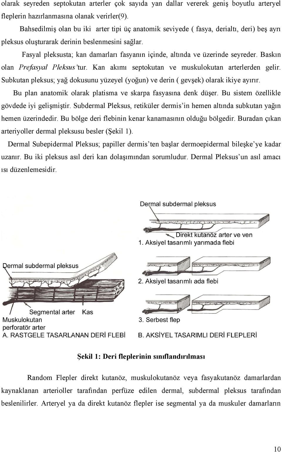 Fasyal pleksusta; kan damarları fasyanın içinde, altında ve üzerinde seyreder. Baskın olan Prefasyal Pleksus tur. Kan akımı septokutan ve muskulokutan arterlerden gelir.