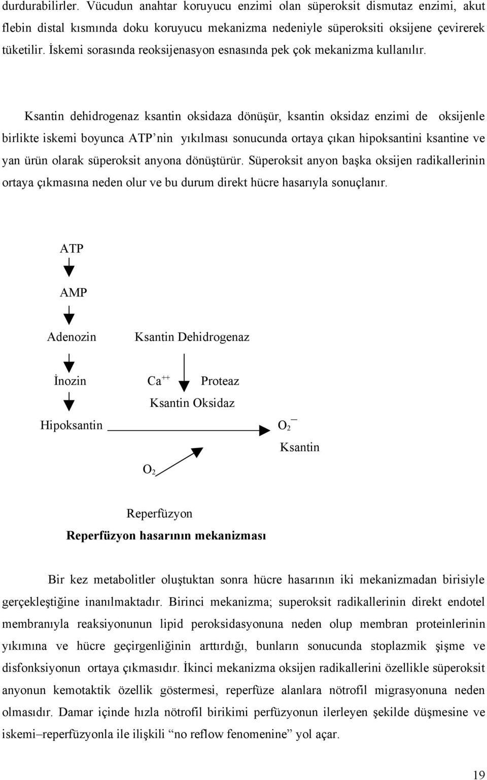 Ksantin dehidrogenaz ksantin oksidaza dönüşür, ksantin oksidaz enzimi de oksijenle birlikte iskemi boyunca ATP nin yıkılması sonucunda ortaya çıkan hipoksantini ksantine ve yan ürün olarak süperoksit