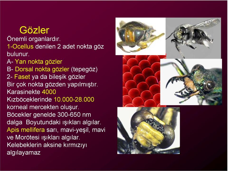 yapılmıştır. Karasinekte 4000 Kızböceklerinde 10.000-28.000 korneal mercekten oluşur.