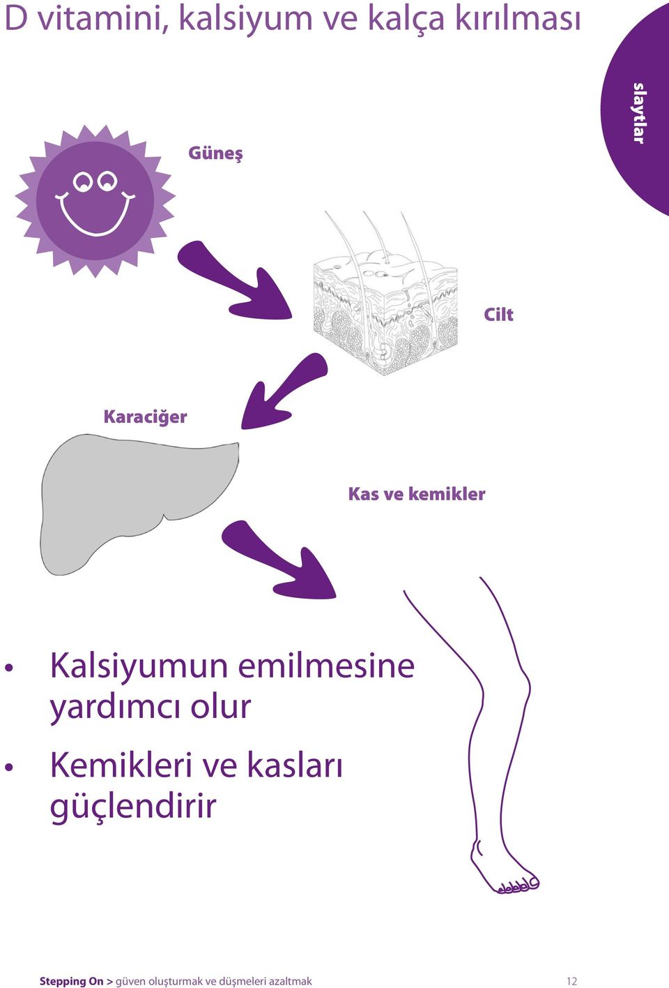 emilmesine yardımcı olur Kemikleri ve kasları