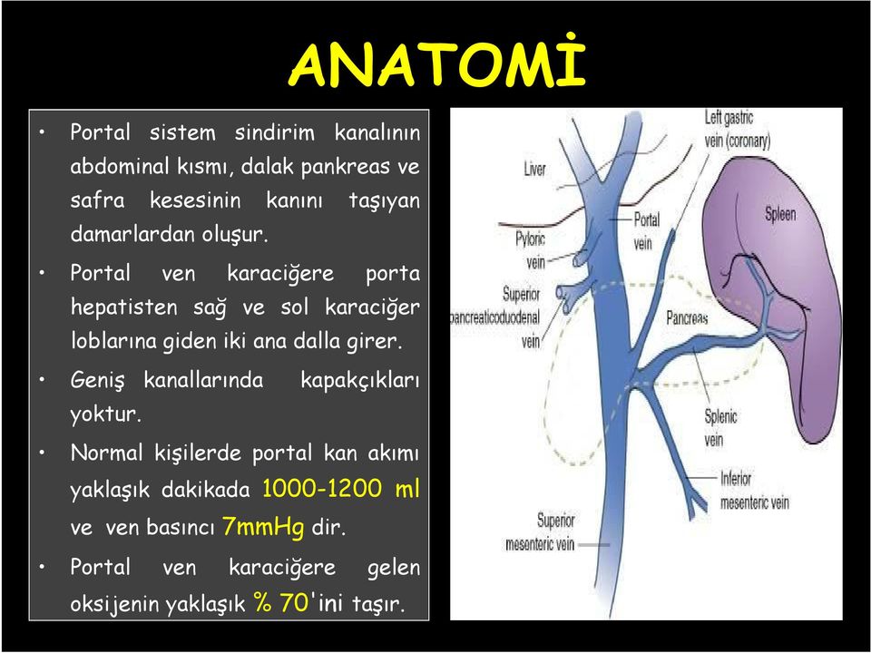 Portal ven karaciğere porta hepatisten sağ ve sol karaciğer loblarına giden iki ana dalla girer.