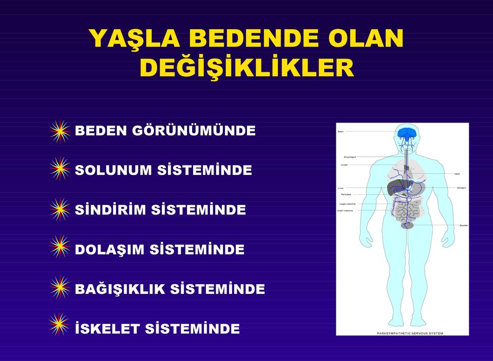 Pancreas Large intestine Small intestine Bladder DOLAŞIM SİSTEMİNDE