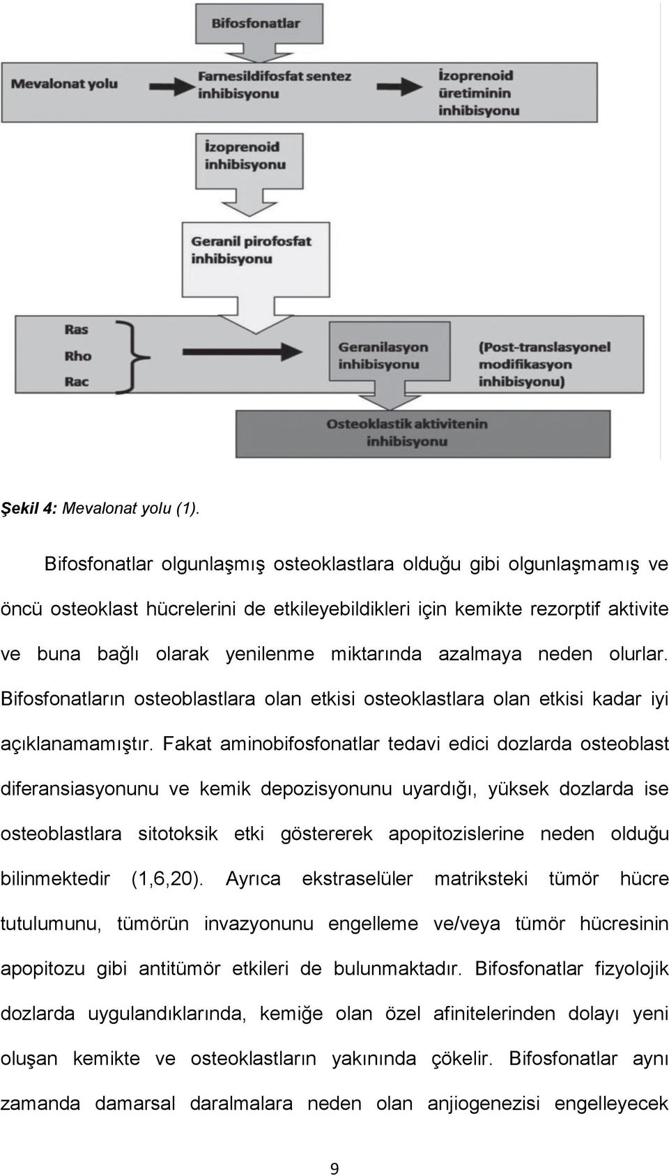 azalmaya neden olurlar. Bifosfonatların osteoblastlara olan etkisi osteoklastlara olan etkisi kadar iyi açıklanamamıştır.