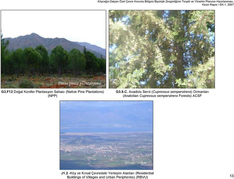 Anadolu Servi (Cupressus sempervirens) Ormanları (Anatolian Cupressus