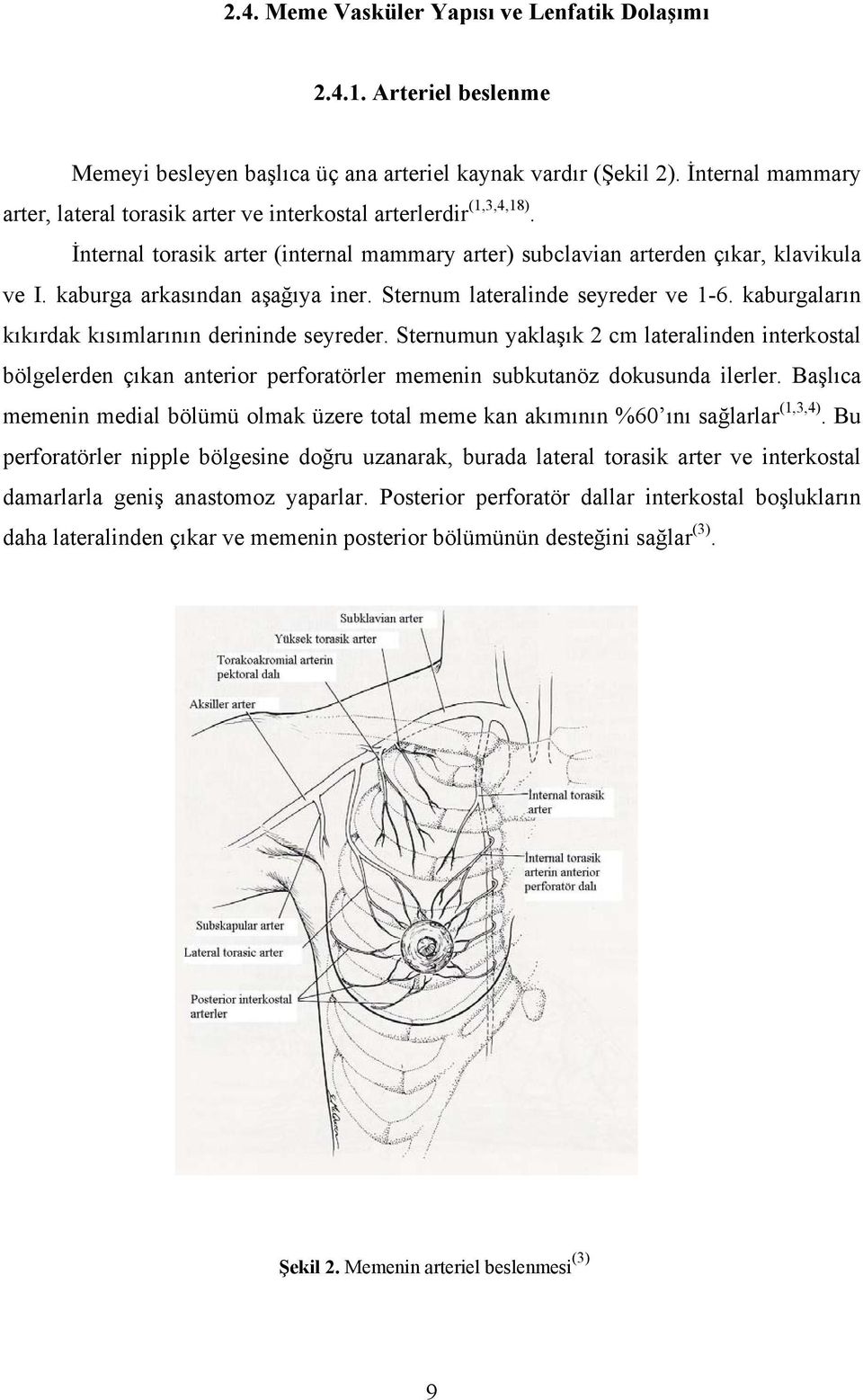 kaburga arkasından aşağıya iner. Sternum lateralinde seyreder ve 1-6. kaburgaların kıkırdak kısımlarının derininde seyreder.