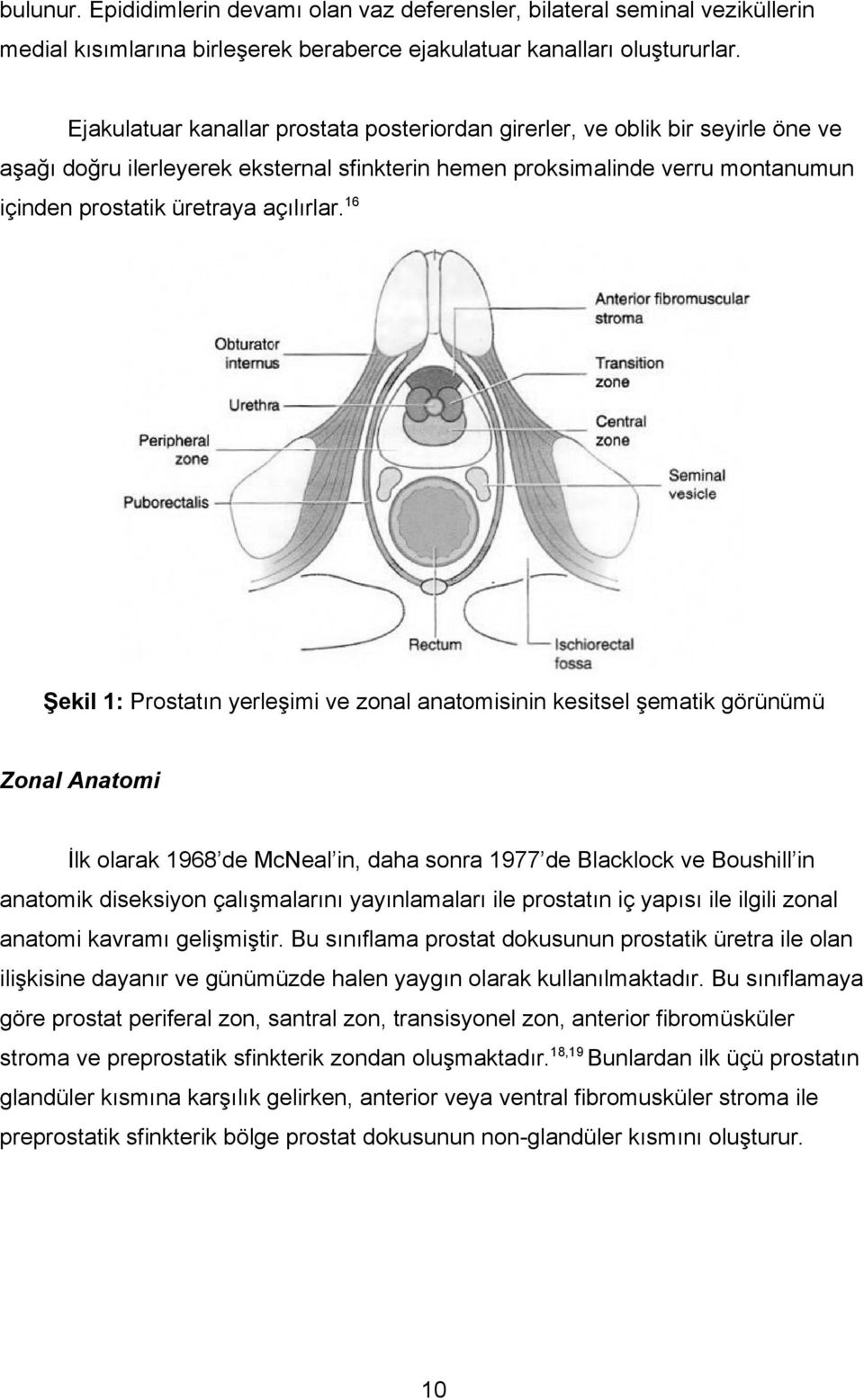 16 Şekil 1: Prostatın yerleşimi ve zonal anatomisinin kesitsel şematik görünümü Zonal Anatomi İlk olarak 1968 de McNeal in, daha sonra 1977 de Blacklock ve Boushill in anatomik diseksiyon