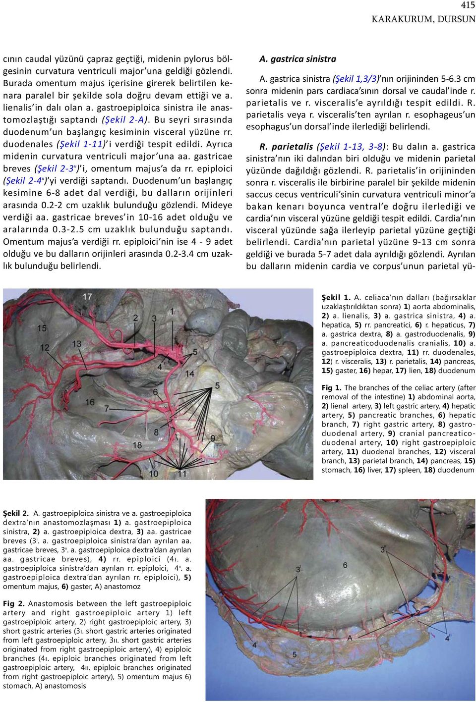 Bu seyri sırasında duodenum un başlangıç kesiminin visceral yüzüne rr. duodenales (Şekil 1-11) i verdiği tespit edildi. Ayrıca midenin curvatura ventriculi major una aa.