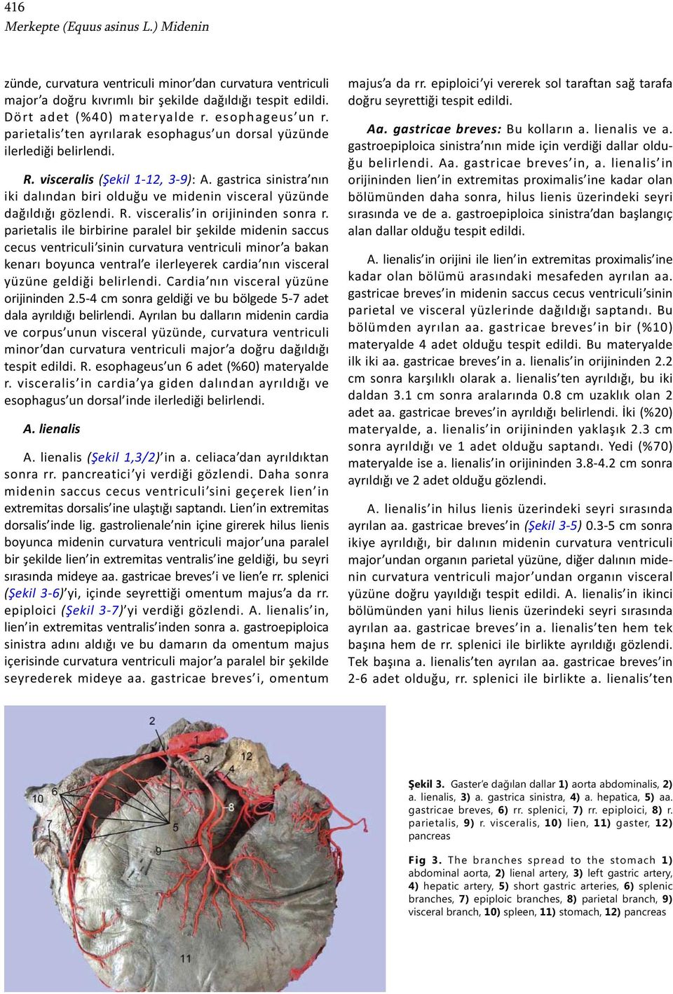 gastrica sinistra nın iki dalından biri olduğu ve midenin visceral yüzünde dağıldığı gözlendi. R. visceralis in orijininden sonra r.