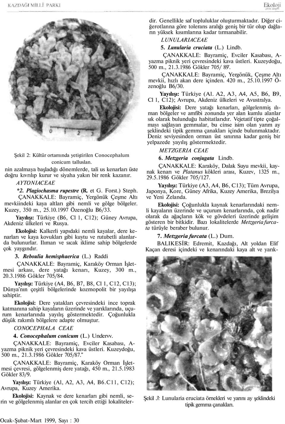 Yayılışı: Türkiye (B6, Cl 1, C12); Güney Avrupa, Akdeniz ülkeleri ve Rusya. Ekolojisi: Kalkerli yapıdaki nemli kayalar, dere kenarları ve kaya kovukları gibi kuytu ve rutubetli alanlarda bulunurlar.