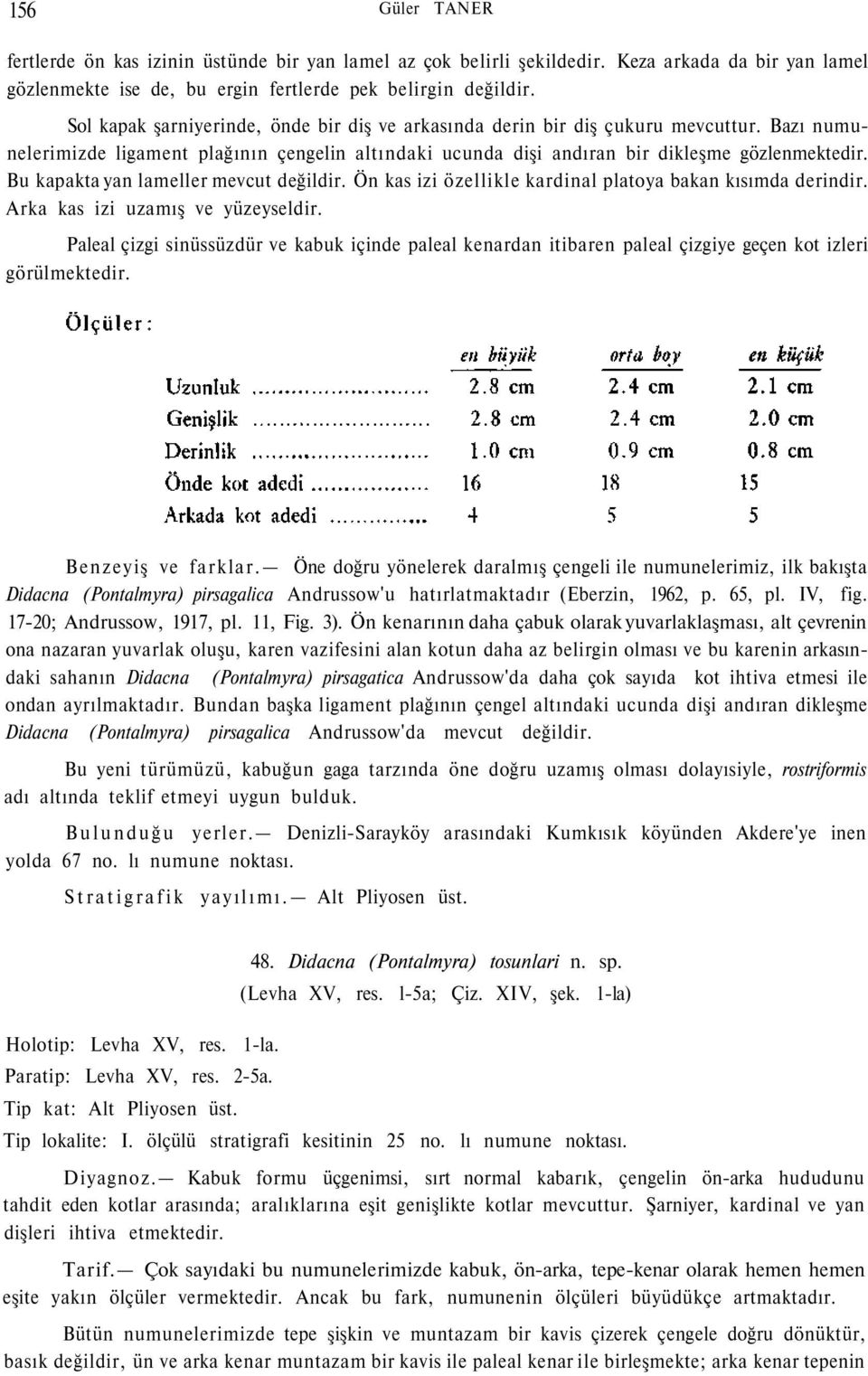 Bu kapakta yan lameller mevcut değildir. Ön kas izi özellikle kardinal platoya bakan kısımda derindir. Arka kas izi uzamış ve yüzeyseldir.