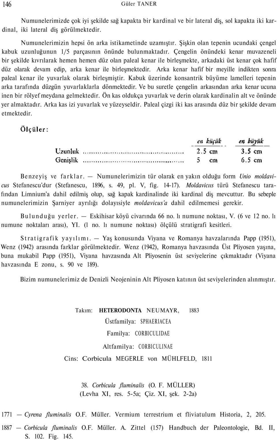 Çengelin önündeki kenar muvazeneli bir şekilde kıvrılarak hemen hemen düz olan paleal kenar ile birleşmekte, arkadaki üst kenar çok hafif düz olarak devam edip, arka kenar ile birleşmektedir.