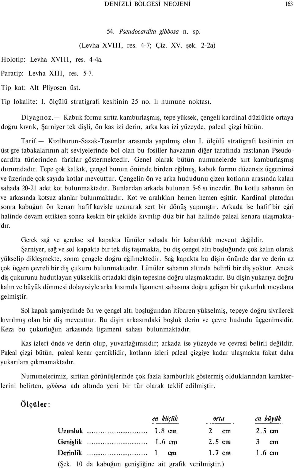 Kabuk formu sırtta kamburlaşmış, tepe yüksek, çengeli kardinal düzlükte ortaya doğru kıvrık, Şarniyer tek dişli, ön kas izi derin, arka kas izi yüzeyde, paleal çizgi bütün. Tarif.