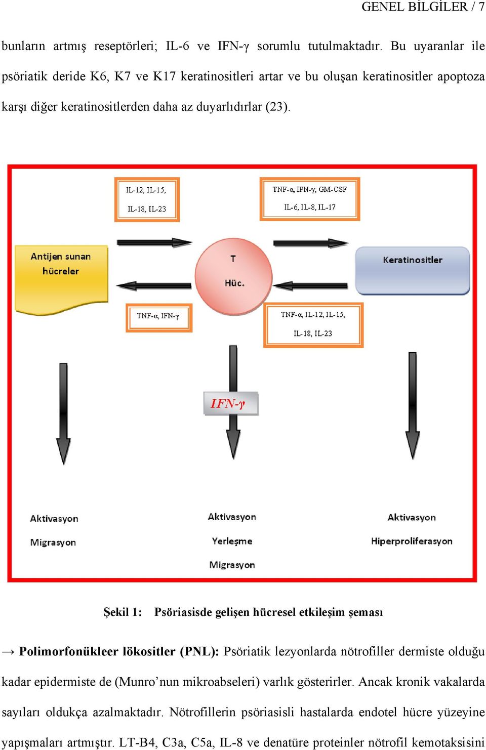 Şekil 1: Psöriasisde gelişen hücresel etkileşim şeması Polimorfonükleer lökositler (PNL): Psöriatik lezyonlarda nötrofiller dermiste olduğu kadar epidermiste de