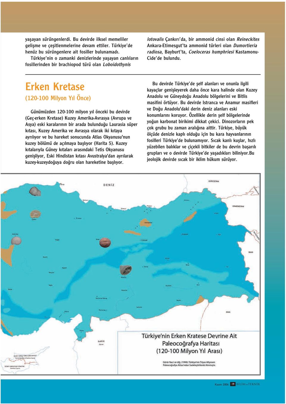 olan Dumortieria radiosa, Bayburt ta, Coeloceras humphriesi Kastamonu- Cide de bulundu.