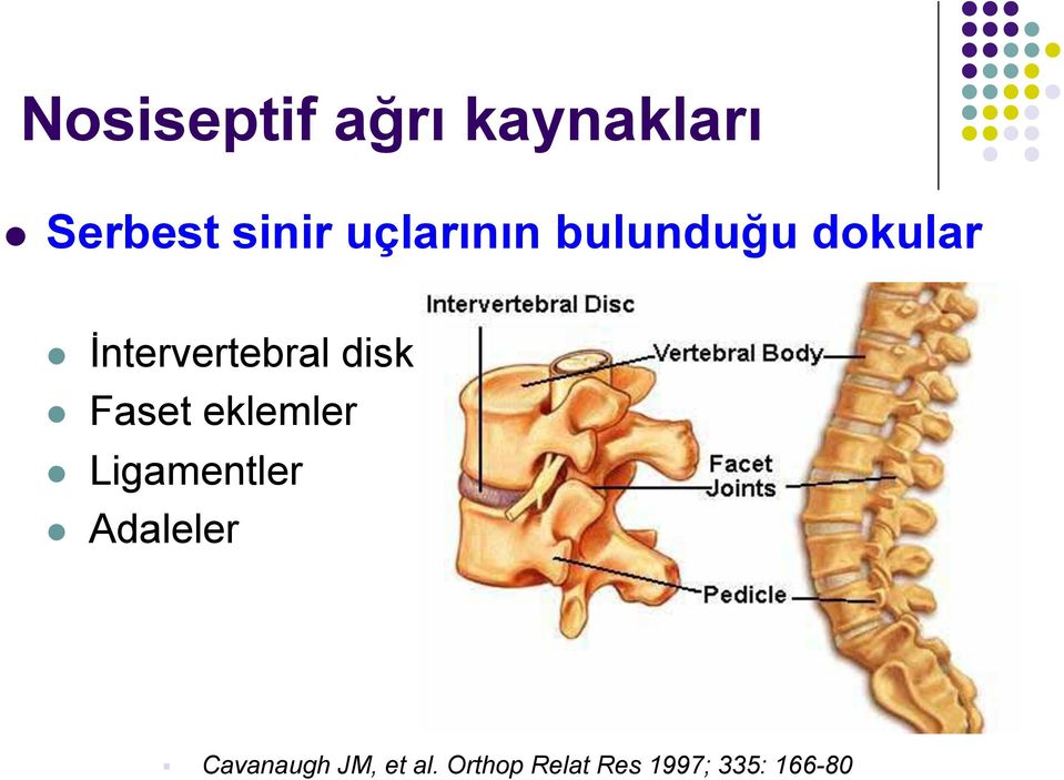 disk l Faset eklemler l Ligamentler l Adaleler