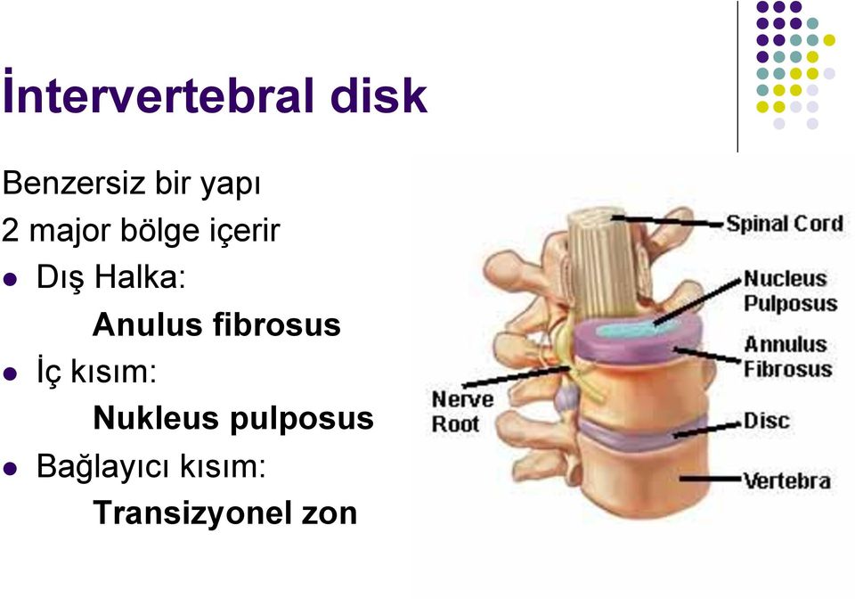 Anulus fibrosus l İç kısım: Nukleus