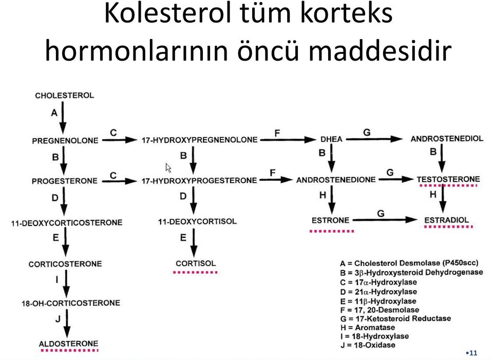 hormonlarının