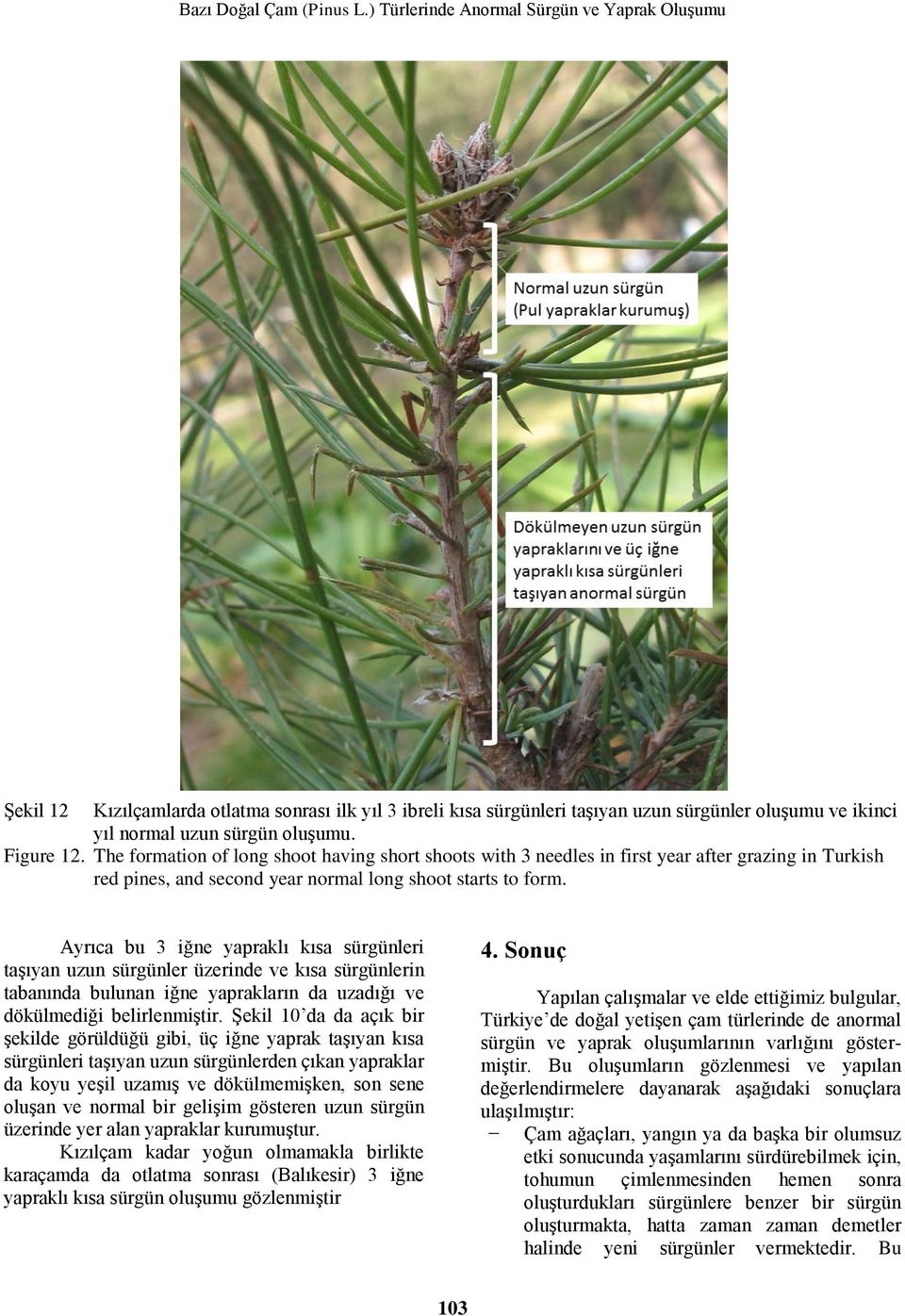 Figure 12. The formation of long shoot having short shoots with 3 needles in first year after grazing in Turkish red pines, and second year normal long shoot starts to form.