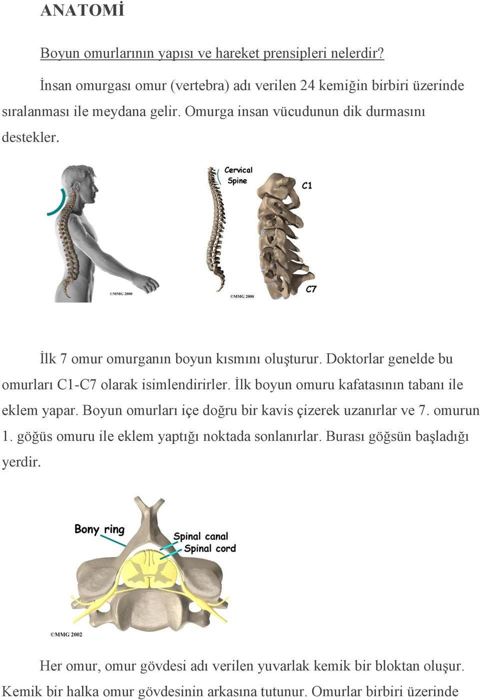 İlk boyun omuru kafatasının tabanı ile eklem yapar. Boyun omurları içe doğru bir kavis çizerek uzanırlar ve 7. omurun 1.