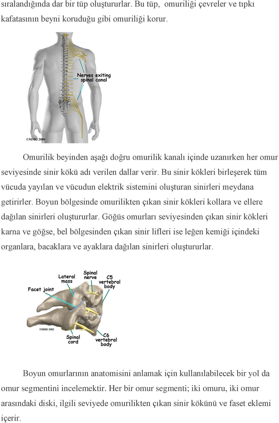 Bu sinir kökleri birleşerek tüm vücuda yayılan ve vücudun elektrik sistemini oluşturan sinirleri meydana getirirler.