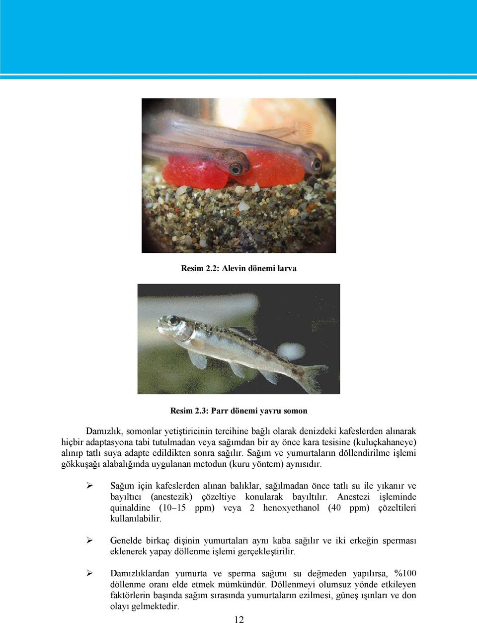 (kuluçkahaneye) alınıp tatlı suya adapte edildikten sonra sağılır. Sağım ve yumurtaların döllendirilme işlemi gökkuşağı alabalığında uygulanan metodun (kuru yöntem) aynısıdır.