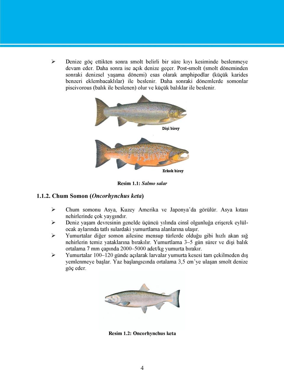 Daha sonraki dönemlerde somonlar piscivorous (balık ile beslenen) olur ve küçük balıklar ile beslenir. Resim 1.1: Salmo salar 1.1.2.