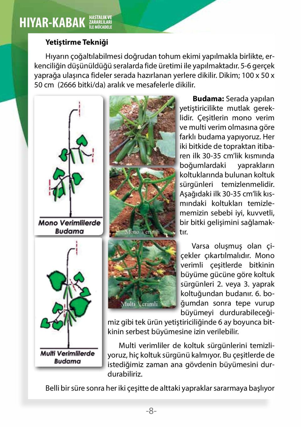 -8- Budama: Serada yapılan yetiştiricilikte mutlak gereklidir. Çeşitlerin mono verim ve multi verim olmasına göre farklı budama yapıyoruz.