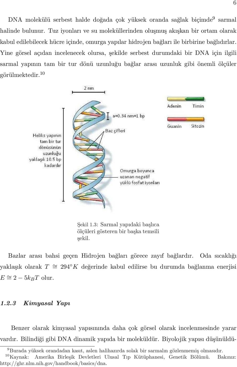 Yine görsel açıdan incelenecek olursa, şekilde serbest durumdaki bir DNA için ilgili sarmal yapının tam bir tur dönü uzunluğu bağlar arası uzunluk gibi önemli ölçüler görülmektedir. 10 Şekil 1.