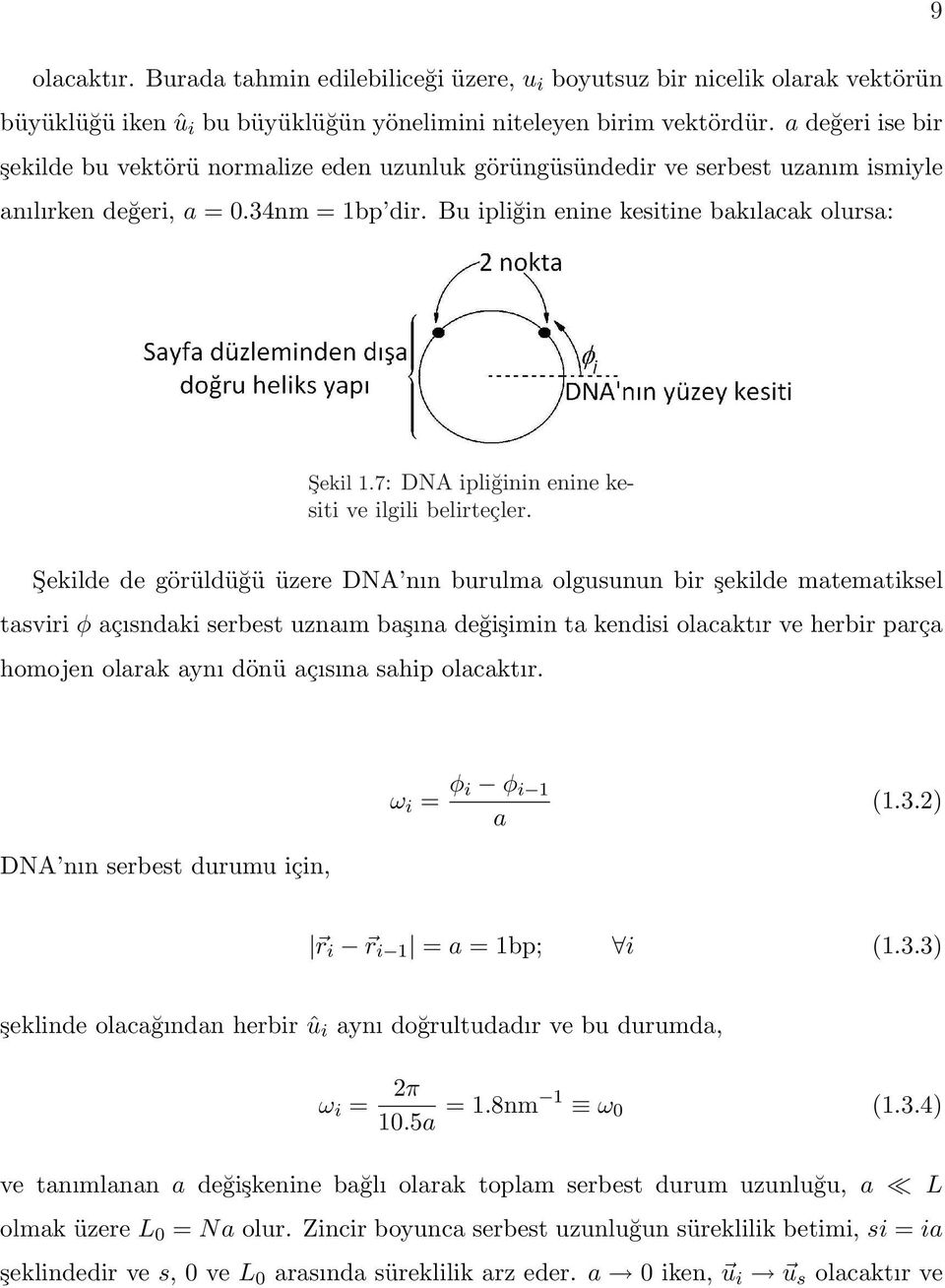 7: DNA ipliğinin enine kesiti ve ilgili belirteçler.