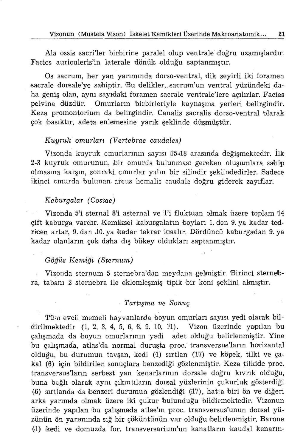 sacrum'un ventral yüzündeki daha geniş olan, aynı sayıdaki foramen sacrale ventrale'lere açılırlar. Facies pelvina ıdüzdür. Omurların birlbirleriyle kaynaş ma yerleri belir,gindir.