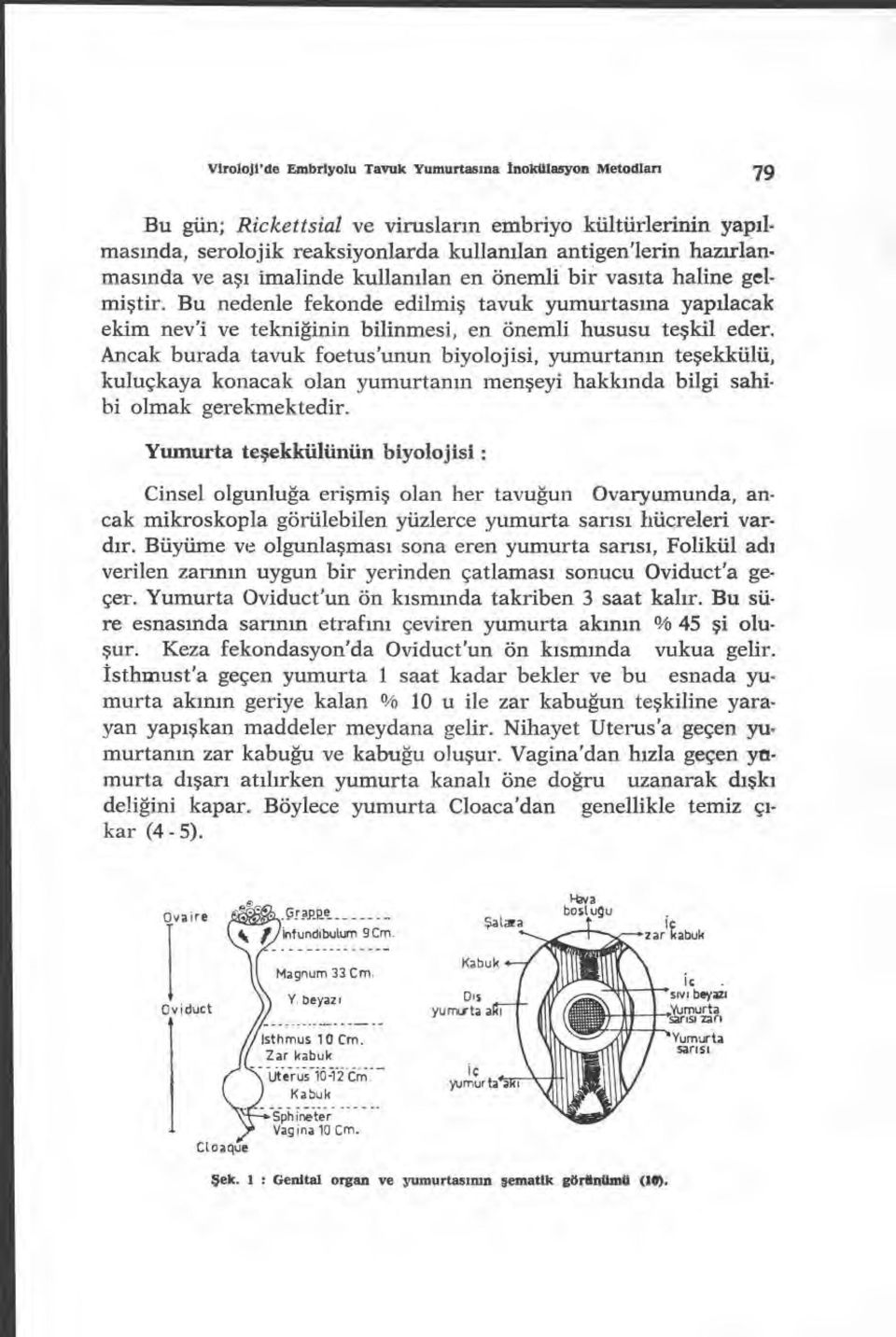 Bu nedenle fekonde edilmi ş tavuk yumurtas ına yap ılacak ekim nev'i ve tekniğinin bilinmesi, en önemli hususu te şkil eder.