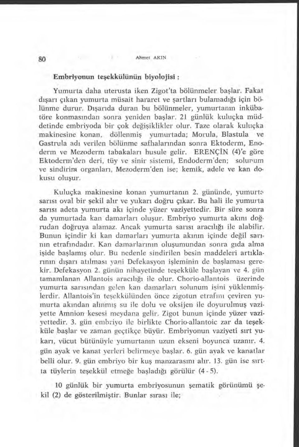 Taze olarak kuluçka makinesine konan, döllenmi ş yumurtada; Morula, Blastula ve Gastrula ad ı verilen bölünme safhalar ından sonra Ektoderm, Enoderm ve Mezoderm tabakalar ı husule gelir.