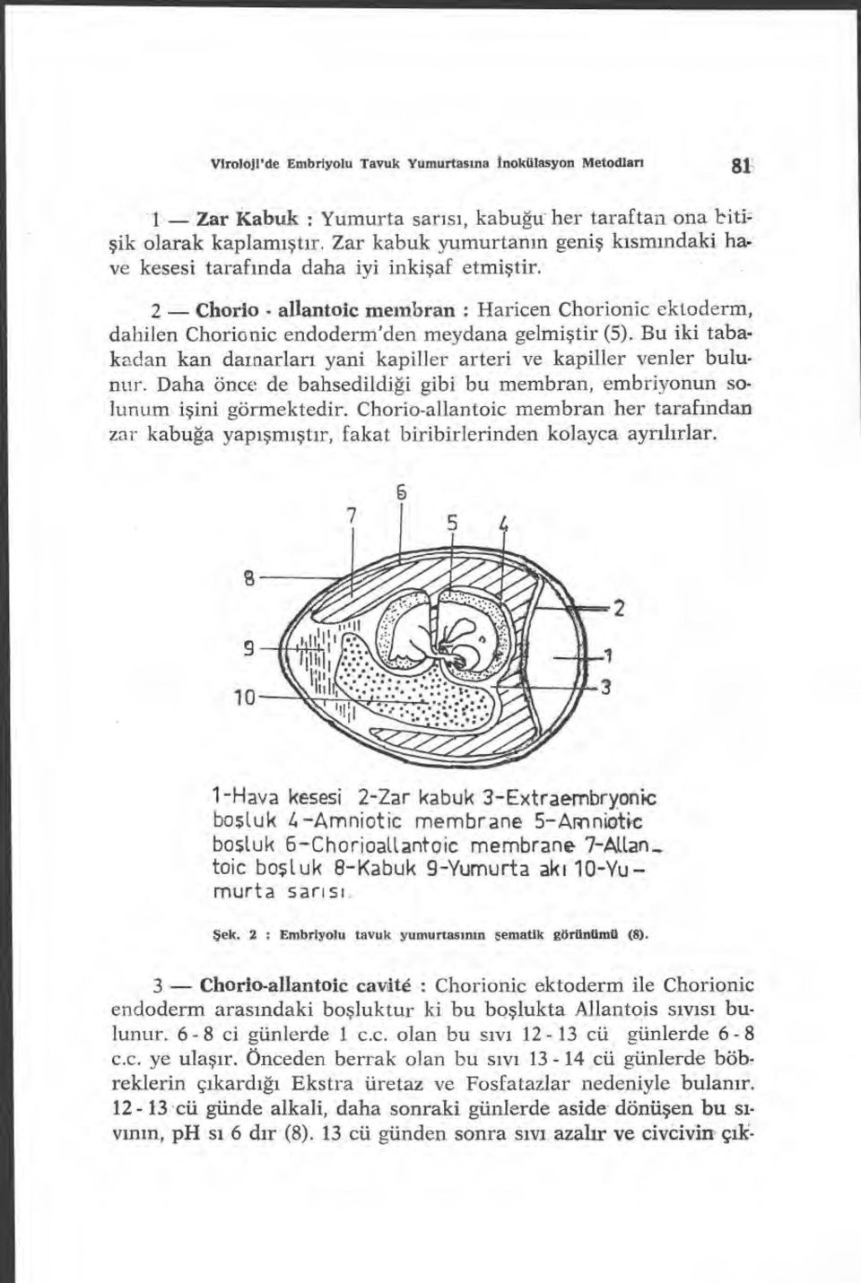 2 Chorio allantoic membran : Haricen Chorionic ektoderm, dahilen Chorionic endoderm'den meydana gelmi ştir (5). Bu iki tabakadan kan damarlar ı yani kapiller arteri ve kapiller venler bulunur.