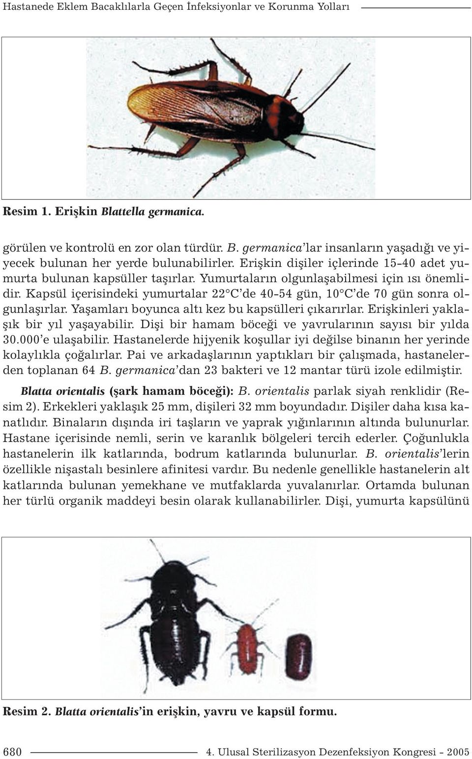 Kapsül içerisindeki yumurtalar 22 C de 40-54 gün, 10 C de 70 gün sonra olgunlaşırlar. Yaşamları boyunca altı kez bu kapsülleri çıkarırlar. Erişkinleri yaklaşık bir yıl yaşayabilir.